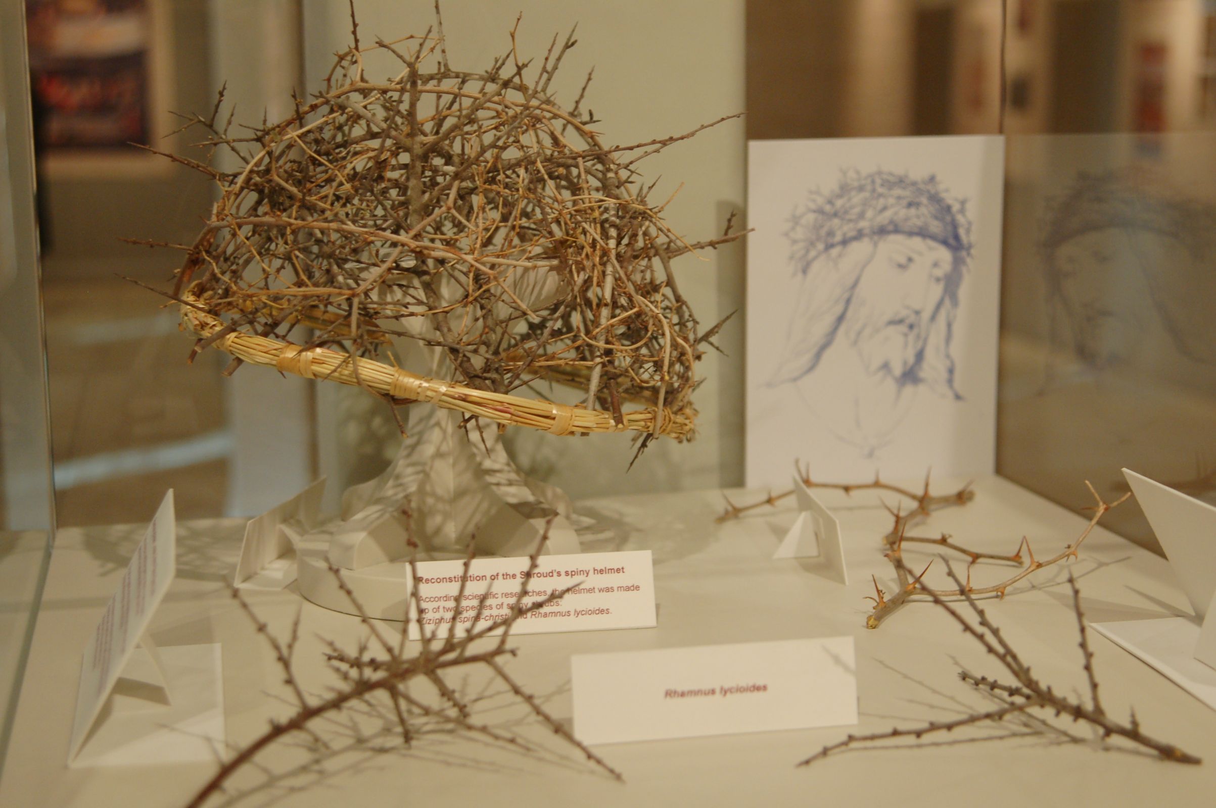 Photo 5. Helmet of thorns in exposition Sacramento