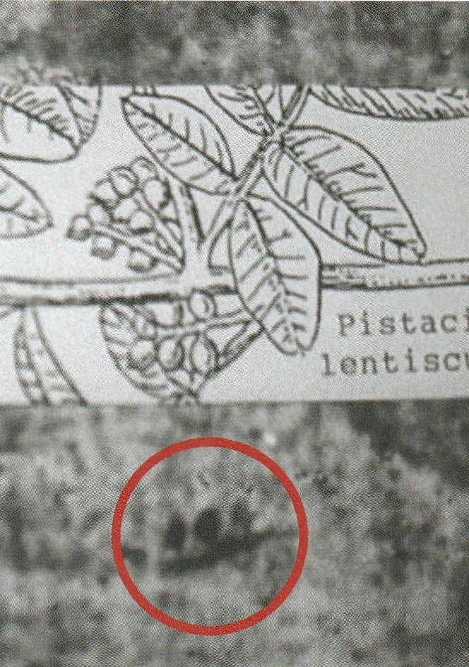 Photo 4. Pistacia lentiscus