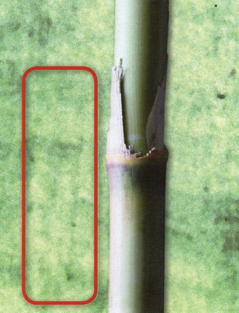 Rhammus thorns, Pistacia and Reed Shroud3d